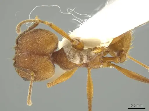 Pheidole fissiceps specimen JTLC000016374 image jtlc000016374_1