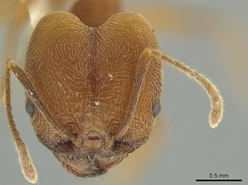 Pheidole fissiceps specimen JTLC000016374 image jtlc000016374_2