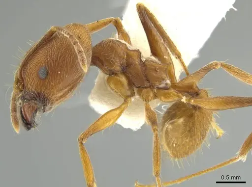 Pheidole fissiceps specimen JTLC000016374 image jtlc000016374_3