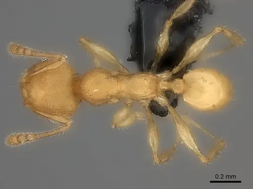 Pheidole fitarata specimen CASENT0235038 image casent0235038_1