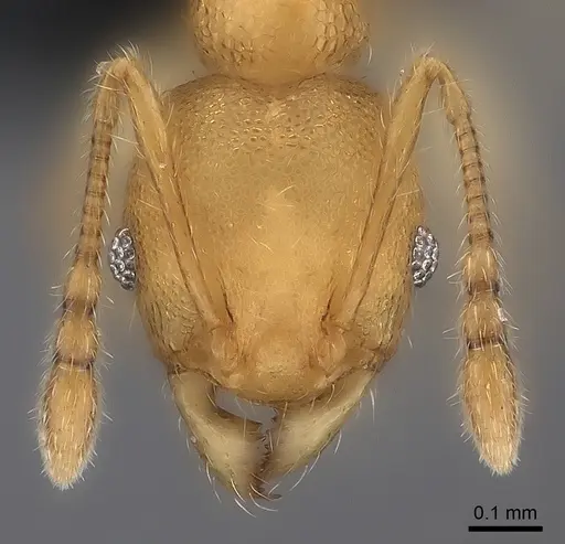 Pheidole fitarata specimen CASENT0235038 image casent0235038_2