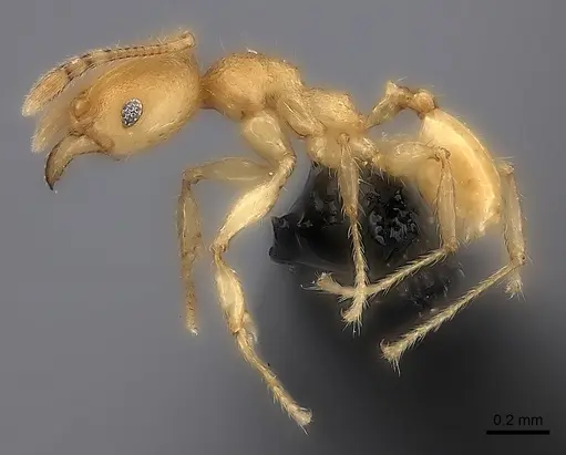 Pheidole fitarata specimen CASENT0235038 image casent0235038_3