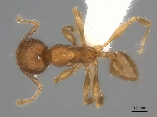 Pheidole fitarata specimen CASENT0406586 image casent0406586_1