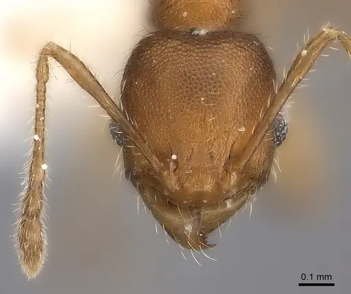 Pheidole fitarata specimen CASENT0406586 image casent0406586_2