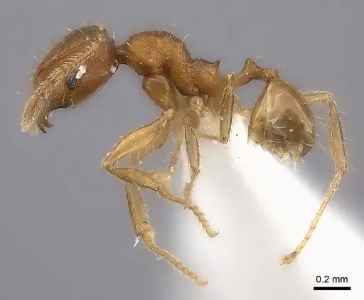 Pheidole fitarata specimen CASENT0406586 image casent0406586_3
