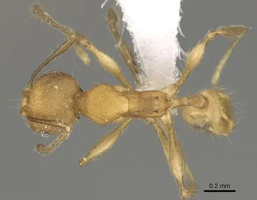 Pheidole fitarata specimen CASENT0420025 image casent0420025_1