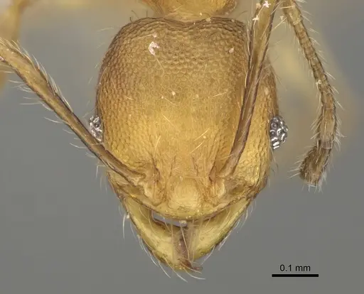 Pheidole fitarata specimen CASENT0420025 image casent0420025_2