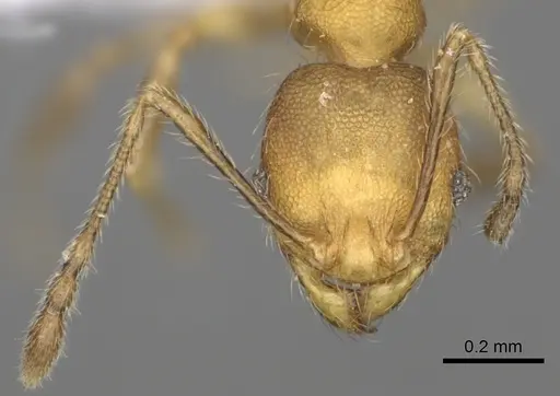 Pheidole fitarata specimen CASENT0420025 image casent0420025_3