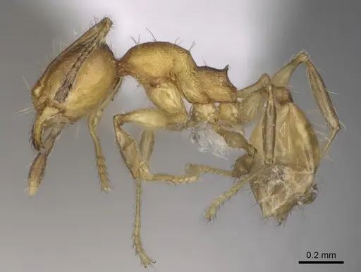 Pheidole fitarata specimen CASENT0420025 image casent0420025_4