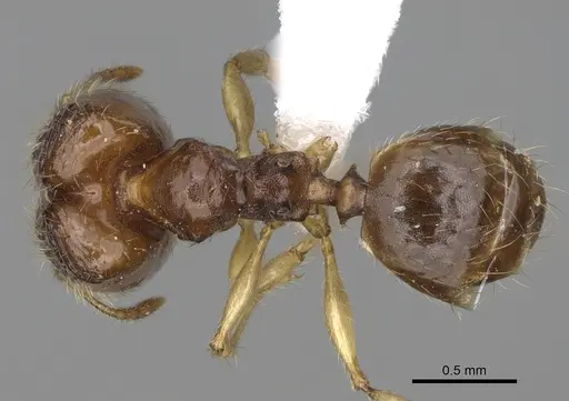 Pheidole fitarata specimen CASENT0420028 image casent0420028_1