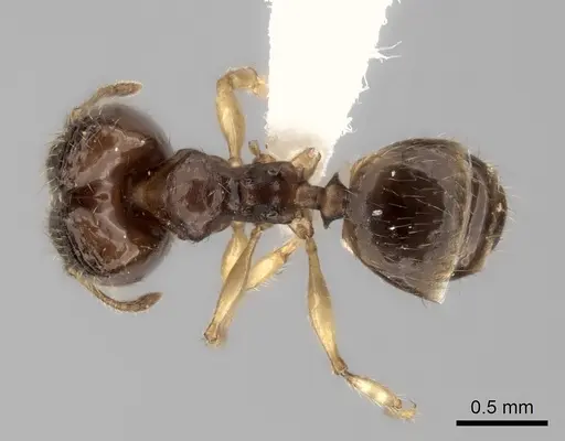Pheidole fitarata specimen CASENT0420028 image casent0420028_2