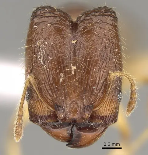 Pheidole fitarata specimen CASENT0420028 image casent0420028_3