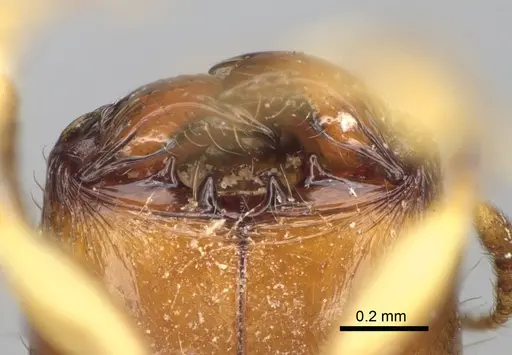 Pheidole fitarata specimen CASENT0420028 image casent0420028_4