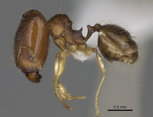 Pheidole fitarata specimen CASENT0420028 image casent0420028_5