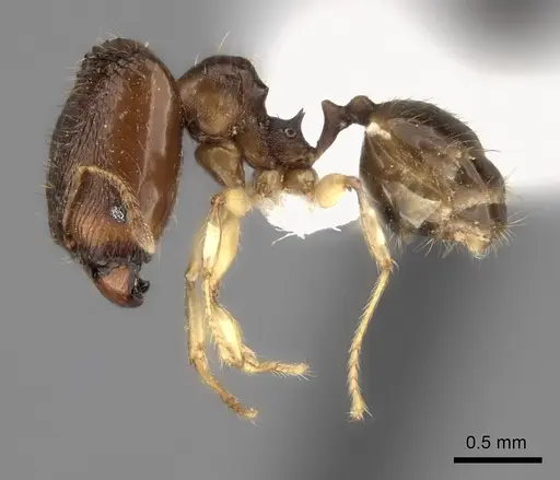 Pheidole fitarata specimen CASENT0420028 image casent0420028_6