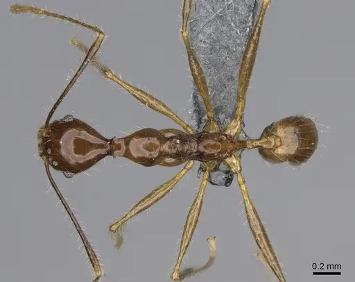 Pheidole flammea specimen CASENT0298333 image casent0298333_1