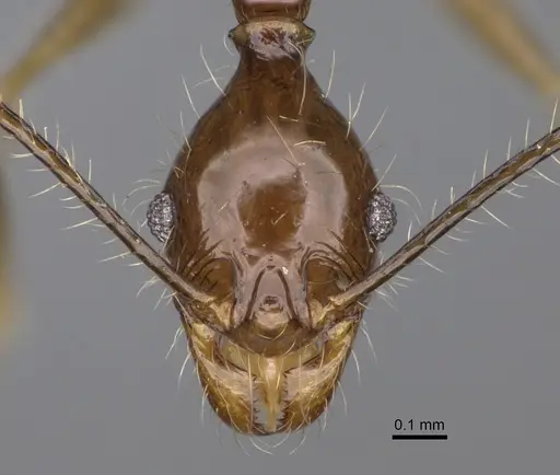 Pheidole flammea specimen CASENT0298333 image casent0298333_2
