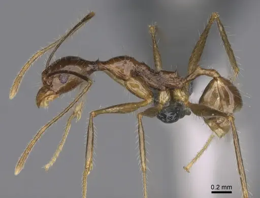 Pheidole flammea specimen CASENT0298333 image casent0298333_3