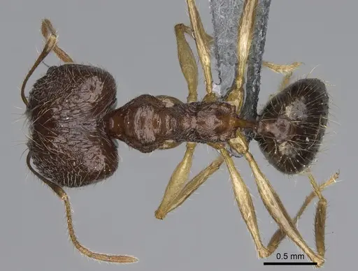 Pheidole flammea specimen CASENT0923251 image casent0923251_1