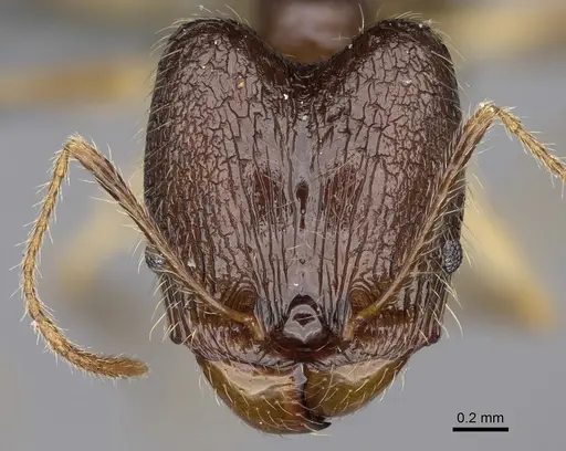 Pheidole flammea specimen CASENT0923251 image casent0923251_2