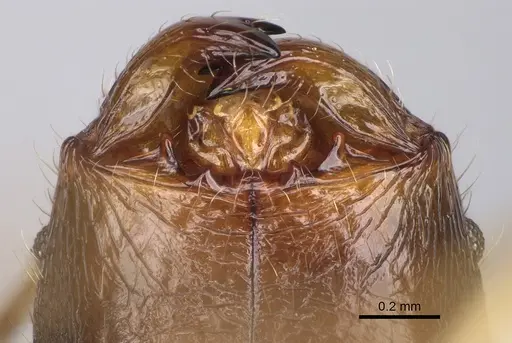 Pheidole flammea specimen CASENT0923251 image casent0923251_3