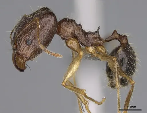 Pheidole flammea specimen CASENT0923251 image casent0923251_4