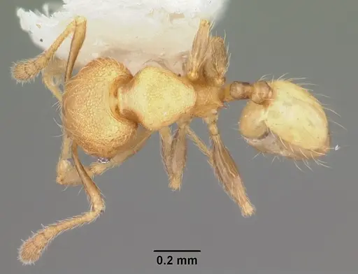 Pheidole flavens specimen CASENT0104397 image casent0104397_1