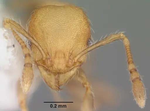 Pheidole flavens specimen CASENT0104397 image casent0104397_2