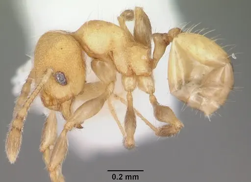 Pheidole flavens specimen CASENT0104397 image casent0104397_3