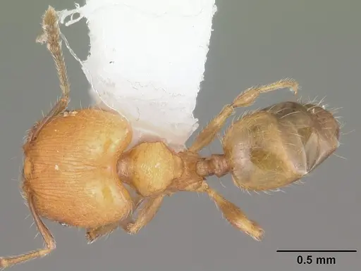 Pheidole flavens specimen CASENT0104398 image casent0104398_1