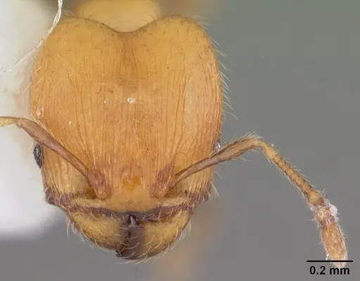 Pheidole flavens specimen CASENT0104398 image casent0104398_2