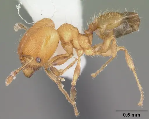 Pheidole flavens specimen CASENT0104398 image casent0104398_3