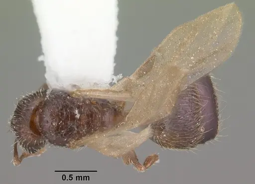 Pheidole flavens specimen CASENT0104399 image casent0104399_1
