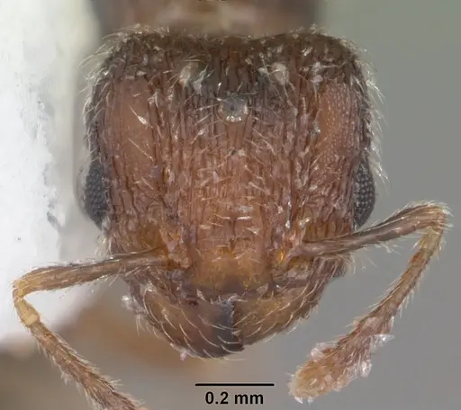 Pheidole flavens specimen CASENT0104399 image casent0104399_2