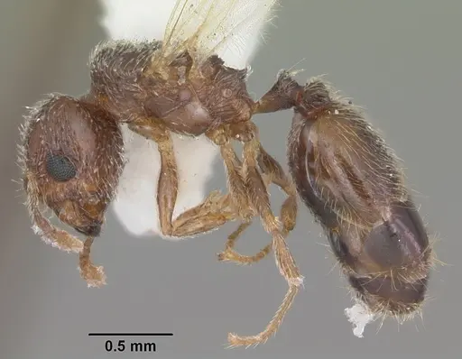 Pheidole flavens specimen CASENT0104399 image casent0104399_3