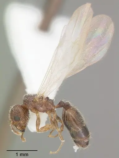 Pheidole flavens specimen CASENT0104399 image casent0104399_4