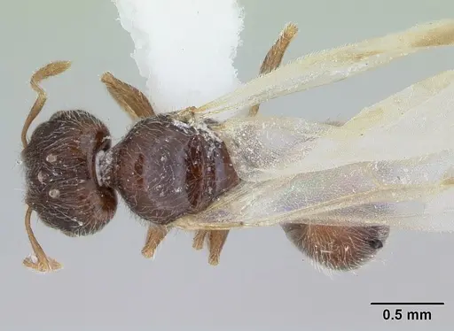Pheidole flavens specimen CASENT0173262 image casent0173262_1