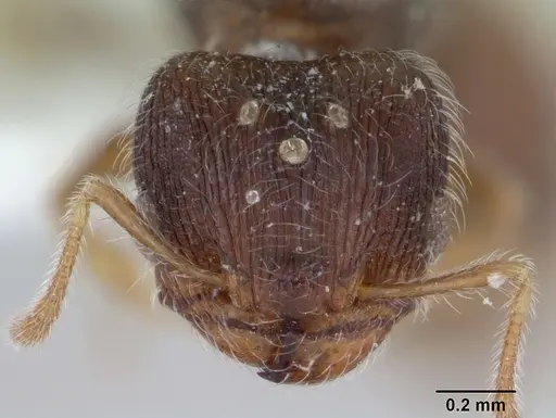 Pheidole flavens specimen CASENT0173262 image casent0173262_2