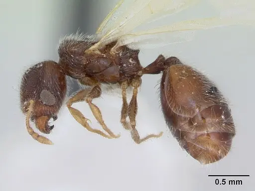 Pheidole flavens specimen CASENT0173262 image casent0173262_3