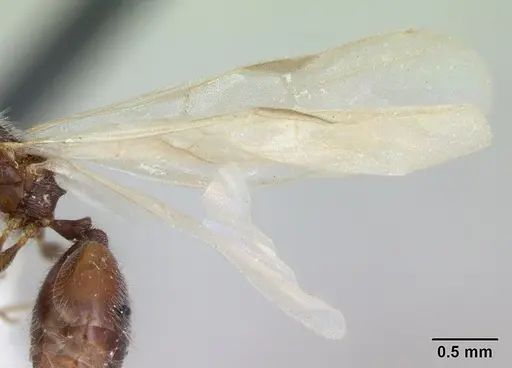 Pheidole flavens specimen CASENT0173262 image casent0173262_4