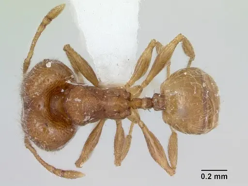 Pheidole flavens specimen CASENT0173263 image casent0173263_1