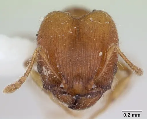 Pheidole flavens specimen CASENT0173263 image casent0173263_2