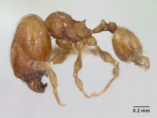 Pheidole flavens specimen CASENT0173263 image casent0173263_3