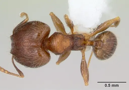 Pheidole flavens specimen CASENT0178020 image casent0178020_1
