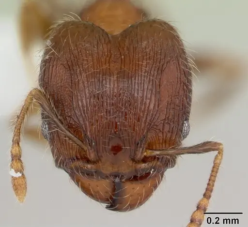 Pheidole flavens specimen CASENT0178020 image casent0178020_2