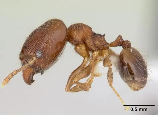 Pheidole flavens specimen CASENT0178020 image casent0178020_3