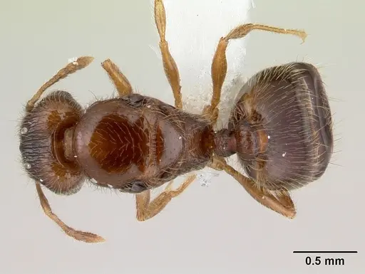 Pheidole flavens specimen CASENT0178021 image casent0178021_1