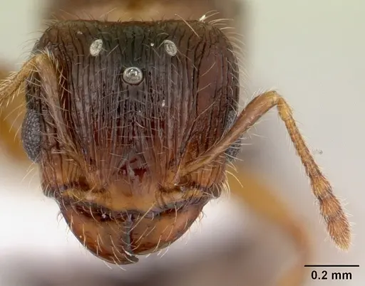Pheidole flavens specimen CASENT0178021 image casent0178021_2