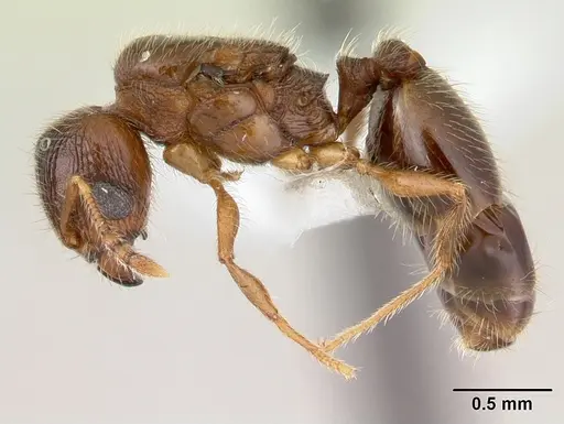 Pheidole flavens specimen CASENT0178021 image casent0178021_3