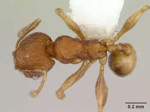 Pheidole flavens specimen CASENT0178022 image casent0178022_1